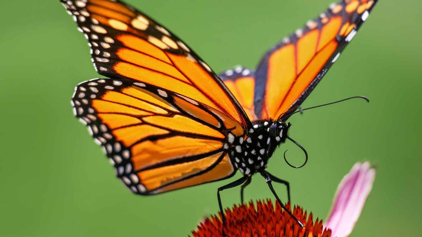 Monarch butterfly